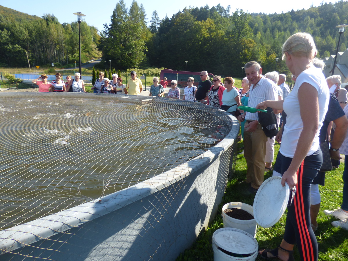 Seniorzy stoją naokoło basenu i obserwują ryby w nim pływające